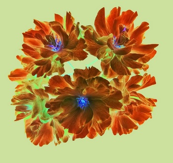 F 054D